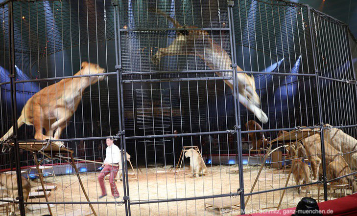 Alexis Lacey-Krone mit den L&ouml;wen - Premiere am 1. Weihnachtstag: Circus Krone pr&auml;sentiert "Ich. Du. Wir. Krone." - das Winterprogramm bis 12.04.2025 (&copy;Foto: Martin Schmitz)